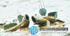 小學(xué)課文引爭議 “彈涂魚上樹吃蝸?！彪x