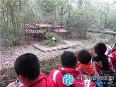 航天小學四年級學生暢游熊貓基地、動物